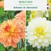 Best BOTANIC® Bulbes de fleurs duo de Dahlias buisson Odessa / Sophia - 2 bulbes
