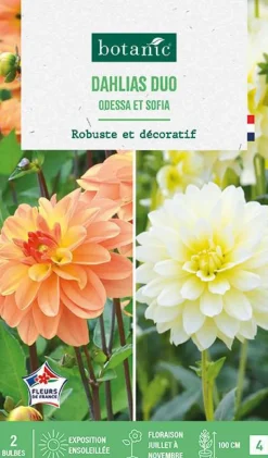 Best BOTANIC® Bulbes de fleurs duo de Dahlias buisson Odessa / Sophia - 2 bulbes