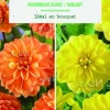 Best BOTANIC® Bulbes de fleurs duo de Dahlias décoratifs Noordwijk / Sunlady - 2 bulbes