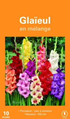 Best BOTANIC® Bulbes de fleurs Glaïeuls grandes fleurs en mélange – 2 bulbes