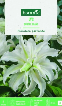 Online BOTANIC® Bulbes de fleurs Lys oriental double blanc - 2 bulbes