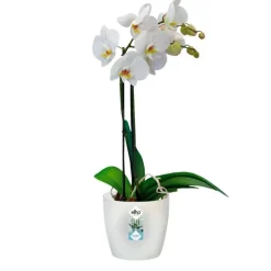 Best ELHO Cache pot Brussel Orchidees