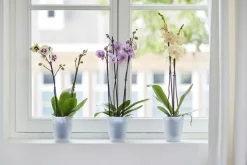 New ELHO Cache-pot Brussels Orchidées haut Ø 12,5 x H 15,2 cm Polypropylène injecté