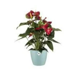 Sale ELHO Cache-pot en plastique coloris vert menthe Brussels M16 - Ø 16 cm