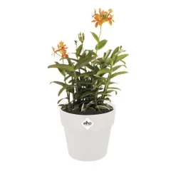 Online ELHO Cache-pot en polypropylène B.for original rond blanc - Ø 22 cm