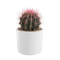 Outlet BOTANIC® Cactus mix en pot blanc émaillé, Ø 20cm