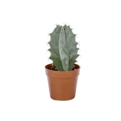 New BOTANIC® Cactus varié - Pot 5,5 cm de diamètre