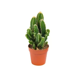 New BOTANIC® Cactus varié - Pot 5,5 cm de diamètre