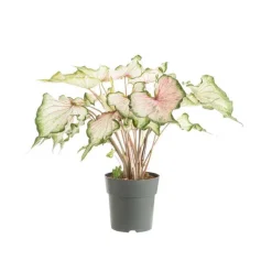 Outlet Caladium - Ø 24 cm