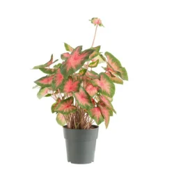 Outlet Caladium - Ø 24 cm