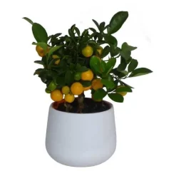 Discount Calamondin. Le pot de 2 litres