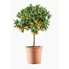 Online Calamondin. Le pot de 7 litres