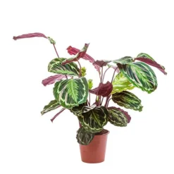 Online Calathéa mix extra - Le pot de Ø 19 cm