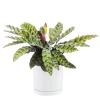 Best BOTANIC® Calathea Lancifolia vert en pot blanc émaillé . Le pot Ø 18 cm
