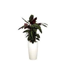 Sale Calathea warscewiczii et son pot Rondo premium Ø 32 blanc