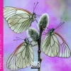 New AQUARUPELLA Calendrier 2025 papillons coloris multicolore - 16,5 x 16,5 cm