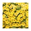 Online BOTANIC® Calibrachoa duo orange & jaune - Le pack de 6 plants