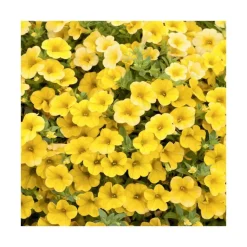 Online BOTANIC® Calibrachoa duo orange & jaune - Le pack de 6 plants