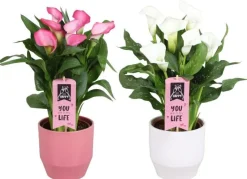 Sale Calla vert avec cache pot en céramique. Le pot Ø 15 cm