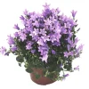 New Campanula Get Me bleue - Le pot de 10.5 cm