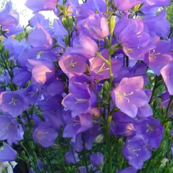 Online Campanula Persicifolia - Le pot de 2 litres