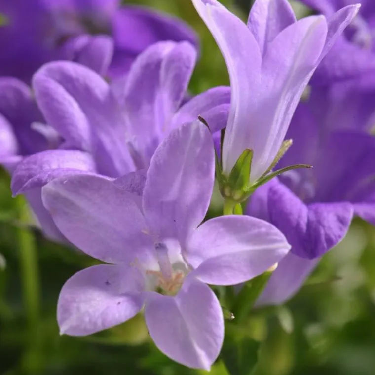 New Campanule à fleurs bleues - Le pot Ø 13 cm