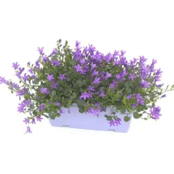 New Campanule Addenda - La jardinière de 25 cm
