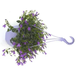 Campanule Addenda - La suspension diam 18 cm