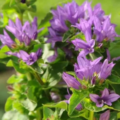 Clearance Campanule agglomérée genti bleue en pot de 2 L