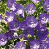 Best BOTANIC® Campanule des Carpates bleue - Le pot de 9 x 9 cm