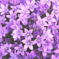 Discount Campanule des murs - Le pot de 2 litres