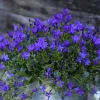 Clearance Campanule Intense Purple Ambella® - Le pot de 1 litre