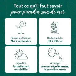 Hot BOTANIC® Campanule Persicifolia blanche - Le pot de 9 x 9 cm