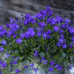 New Campanule Purple Ambella - Le pot de 0,5 litre