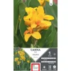 Outlet ERNEST TURC Canna demi nain Caballero jaune moucheté - 1 bulbe