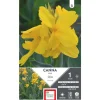 Outlet ERNEST TURC Canna nain Salsa jaune - 1 bulbe
