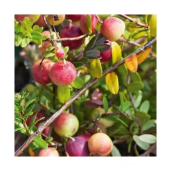 BOTANIC® Canneberge Bio. Le pot de 2 litres