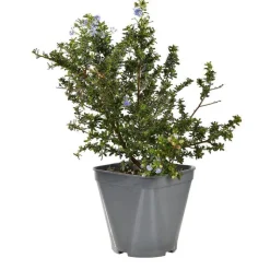 Discount Céanothe persistant (Ceanothus) ou Lilas de Californie coloris bleu Fleurs de France. Le pot de 4 litres.