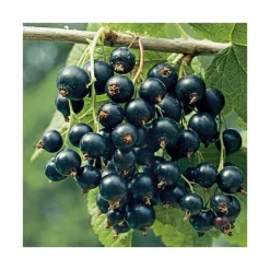 Discount BOTANIC® Cassis Little Black Sugar Bio. Le pot de 2 litres