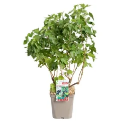 Best BOTANIC® Cassissier Perles D'Auvergne ®. Le pot de 2 litres
