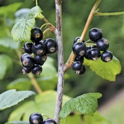 Best BOTANIC® Cassissier Perles D'Auvergne ®. Le pot de 2 litres