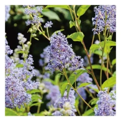 Best Ceanothe (CEANOTHE GLOIRE DE VERSAILLES), en pot de 7 litres