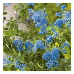 Outlet BOTANIC® Ceanothe (CEANOTHUS VARIEE) Le pot de 3 litres