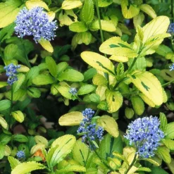 Clearance Ceanothe Thyrsiflorus Zanzibar. Le pot de 4 litres