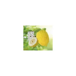 Discount BOTANIC® Cedratier Bio. Le pot de 3 litres