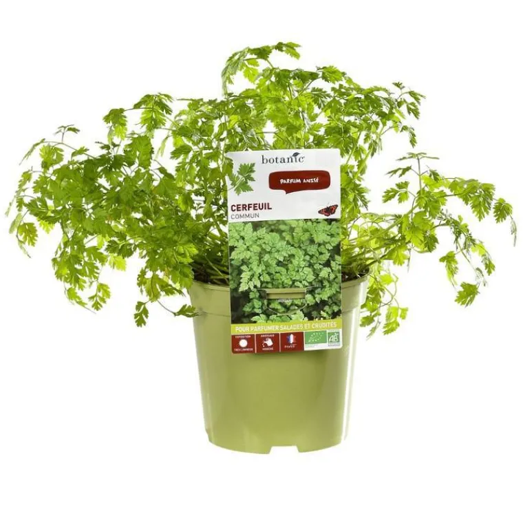 BOTANIC® Cerfeuil Bio. Le pot de 1 litre