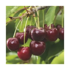 Sale BOTANIC® Cerisier Big. Burlat Bio. Le pot de 12 litres