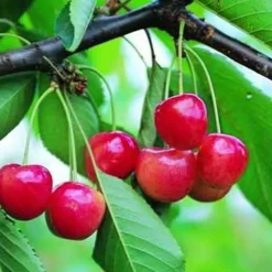 Best BOTANIC® Cerisier Big. Cœur De Pigeon Lr. Le pot de 15 litres