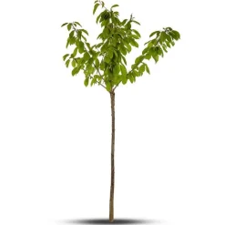 Outlet BOTANIC® Cerisier Big. Géant D'Hedelfingen. Le pot de 15 litres forme 1/2 tige