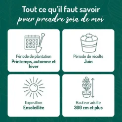 Best BOTANIC® Cerisier Big. Summit. Le pot de 12 litres, forme gobelet